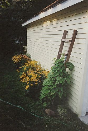 Democratic Flowers